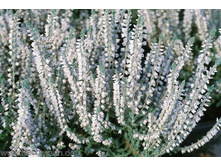 ����� beoley silver -1,86.jpeg