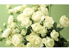 S�hnee Princess ���� �������� 2,95 ����.jpg