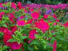 ��������� ������ ��������� 1� ���.��� �.� 7,00 ���. [���.��000002915]