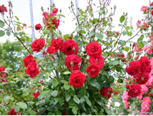 Baykal ������ 2,95 ����.jpg