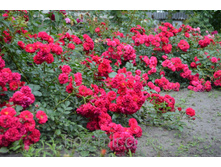 Hello ������ 2,95 ����.jpg