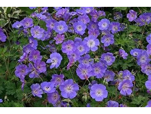 �������*