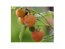 179���. ������ ��� ���� ���17.jpg