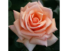 Caramel �������� 3,20 ����.jpg