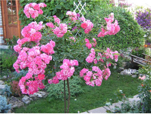 Fuxia 19.25 ����.jpg