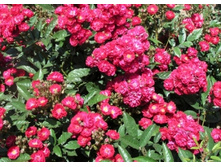 Alberich 19.25 ����.jpg