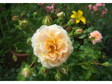 Concert ������� 2,95 ����.jpg