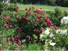 ������(�)