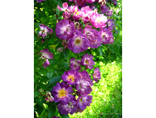 Veilchenblau 2.95 ����.jpg