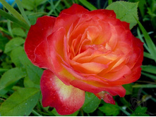 Pigalle 85 ������ 85 2,95 ����.jpg