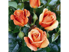 Cherry Brandy ����� ������ 2,95 ����.jpeg