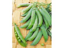 ����� �������� ��������,(��) 4,00 ���. [���.9000119]