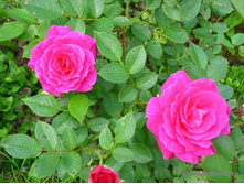 Gloriana �������� 2,95 ����.jpg