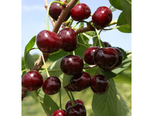 ��� �������-450�