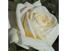 Tiara ����� 2,95 ����.jpg