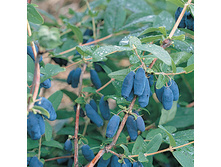 ������� �� ���������/200��, 155 �