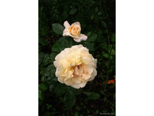 Lana ���� 2,95 ����.jpg