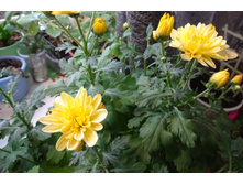 �������� ����������