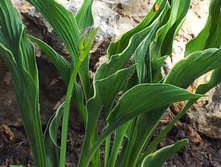 ���� ��������� AlexZ16.