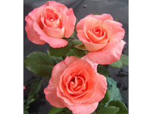 Prestige de Lyon ������� �� ���� 2,95 ����.jpg