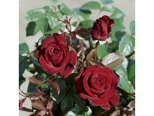 Schwarce Madonna������ ������� 2,95 ����.jpg