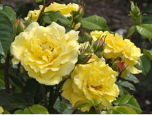 Liucia����� 3,20 ����.jpg