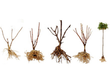 ����� ������.jpg