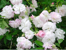 Blanche cascade 19.25 ����.jpg