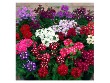 ������� ����� � ��������. ������ 14,23 ���.[���.��000000260]