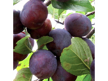 ����� ����-420�