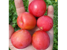 ����� �������� (�������)-225�.jpg