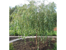 �������� ����