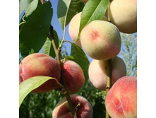 ������ ��������������-505�.jpg