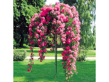 Pink Fairy 19,25 ����.jpg