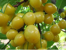 ������� ������������ ������-430�.jpg