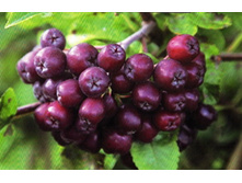 ������ ��������-300�.jpg