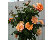 Tequila 19,25 ����.jpg