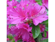 ������ �������� ����� ���.jpg