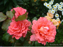 Waikiki ������� 2,95 ����.jpg