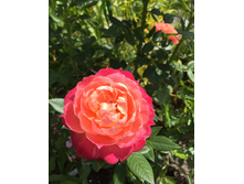 ���� ��������� elza85