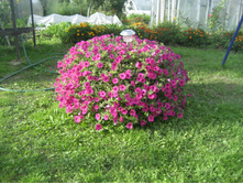 ����������� 003.jpg