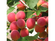 ������� ����������� ������� -470�.jpg