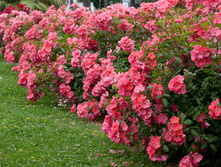 Doucher Normand 2.95 ����.jpg