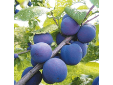 ����� ������� (�������0-230�.png