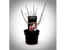 Living Sundae Fraise C2���.jpg