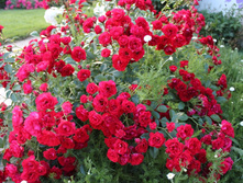 Scarlet ������� 2,95 ����.jpg