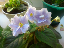 ��� �������.JPG