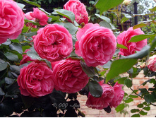 Leonardo da Vin�i�������� �� ����� 2,95 ����.jpg