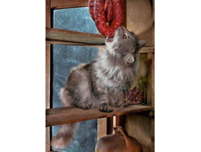 ���������, �������, ����� ��������� ...