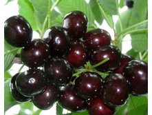 ������� ������� ��������� (�������)-240�.jpg